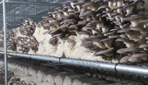 Oyster Mushroom Cultivation