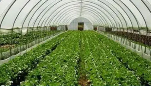 Vegetable Greenhouse Cultivation